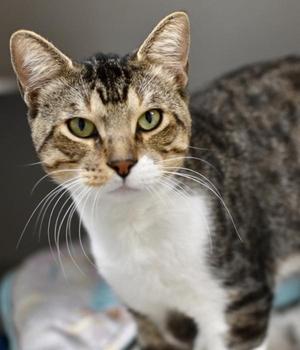 Buzz Lightyear, adult, available for adoption