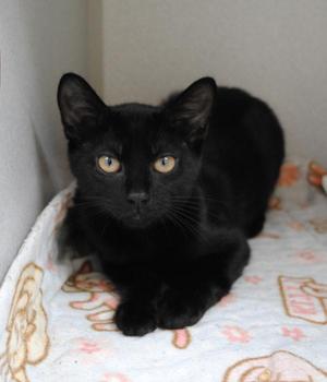 Ada, young, available for adoption