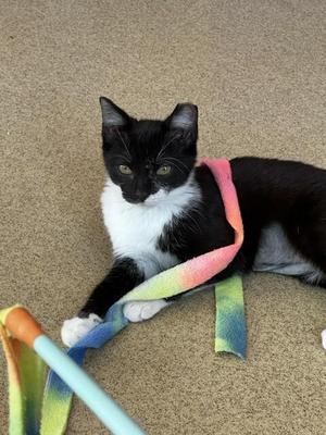 Galadriel, young, available for adoption