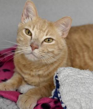 Casper, adult, available for adoption