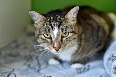 Daisey, adult, available for adoption