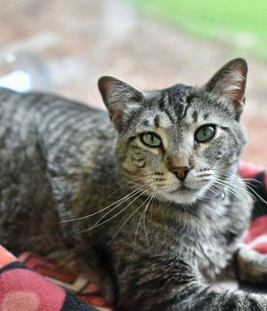 Chessie, adult, available for adoption