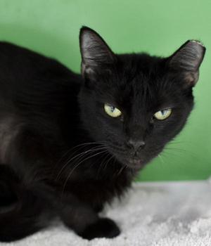 Eowyn, adult, available for adoption