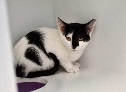 Panda, young, available for adoption