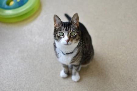A tabby cat with green eyes and white paws sitting on a carpeted floor, looking up at the camera.