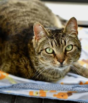 Cinderella, adult, available for adoption