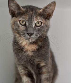 A close-up of a tortoiseshell cat with striking green eyes, looking directly at the camera.