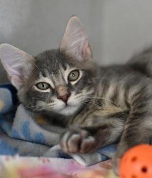 A gray tabby kitten with green eyes is lying on a blue blanket, looking directly at the camera. Its front paws are stretched out, and there is an orange ball in the foreground.