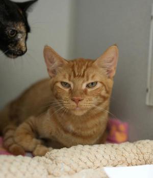 Daniel, young, available for adoption