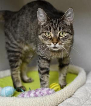 Catniss, adult, available for adoption