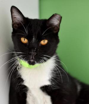 Ben, adult, available for adoption