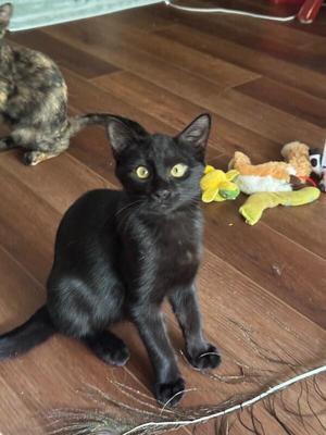 Apollo, young, available for adoption