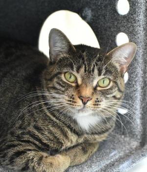 Brook, adult, available for adoption