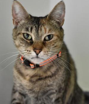 A tabby cat wearing an orange collar