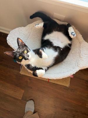 Calypso, adult, available for adoption