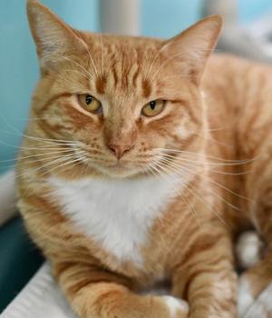 Dana, adult, available for adoption