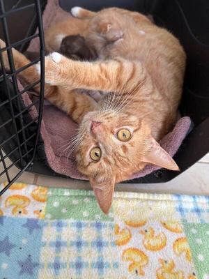 Dana, adult, available for adoption