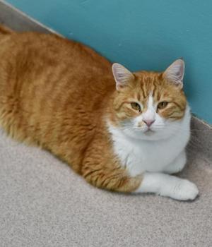 Darwin, adult, available for adoption