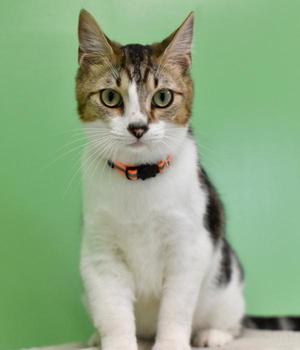 A tabby and white cat with green eyes, wearing an orange collar, sitting against a green background.
