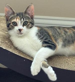 A tabby and white cat lying on a scratching post.