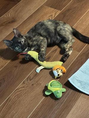 Arti (Artemis), young, available for adoption