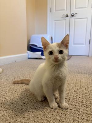 A white kitten with orange ears and tail sitting on a carpeted floor in front of a white door.