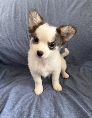 Buzz, Chihuahua / Pomeranian, puppy, available for adoption