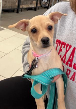 Mercedes, Chihuahua, young, available for adoption