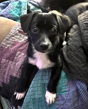 Elsa, Terrier, young, available for adoption