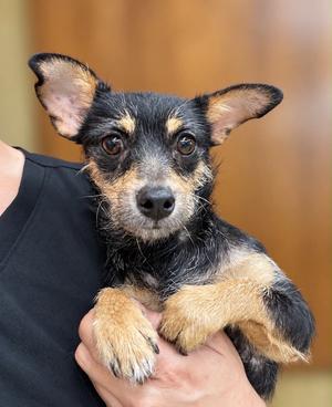 Radar, Miniature Pinscher / Chihuahua, young, available for adoption