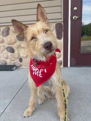 Fiesta, Wirehaired Fox Terrier, young, available for adoption