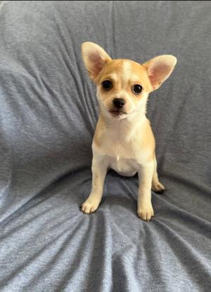 Nectar, Chihuahua / Pomeranian, puppy, available for adoption