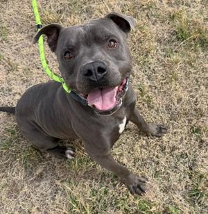 A gray dog with a green leash sitting on grass