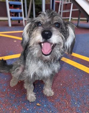A small, shaggy dog with gray and white fur is sitting on a colorful playground surface. The dog has a happy expression, with its mouth open and tongue out, and is looking directly at the camera. The background shows playground equipment, including a slide and a ladder.