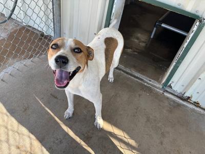 Clementine, Coonhound, young, available for adoption