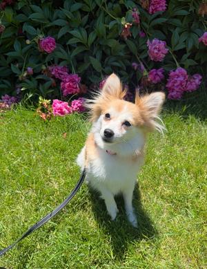 Honey, Chihuahua / Pomeranian, adult, available for adoption