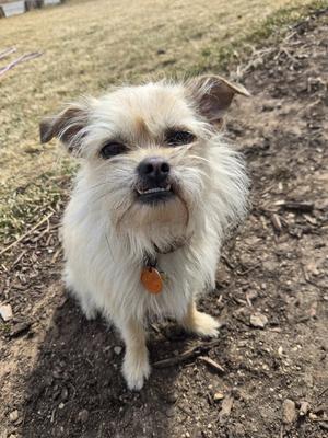 A small, fluffy dog with a light-colored coat and a brown collar stands on a patch of dirt. The dog has a slightly scruffy appearance, with fur covering its eyes and ears. Its mouth is open, showing its teeth, and it appears to be looking directly at the camera. The background consists of dry grass and soil, suggesting an outdoor setting.