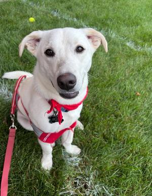 Mickey, Australian Cattle Dog/Blue Heeler / Chihuahua, young, available for adoption