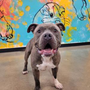 Blue, Terrier, Pit Bull, adult, available for adoption