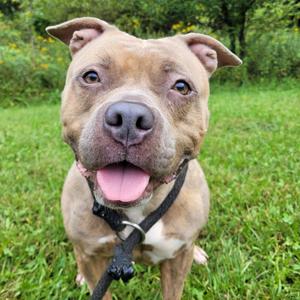 Maze, Terrier, Pit Bull, adult, available for adoption