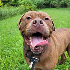 Nutella, Terrier, Pit Bull, adult, available for adoption