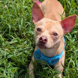 Dodger, Chihuahua, Short Coat, adult, available for adoption