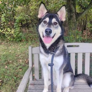 Barkster, Mixed Breed (Large), adult, available for adoption