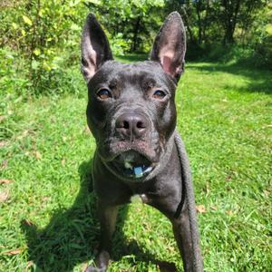 Breeze, Terrier, Pit Bull, adult, available for adoption