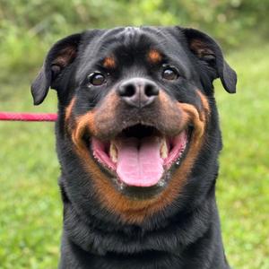 Capella, Rottweiler, adult, available for adoption