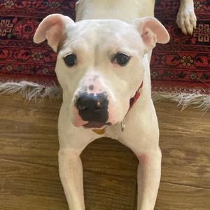 BeeGee, Terrier, Pit Bull, adult, available for adoption