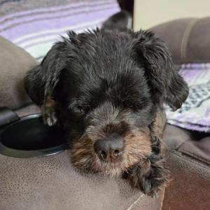 Nena, Shih Tzu, senior, available for adoption