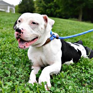 Diamond, Terrier, Pit Bull, adult, available for adoption