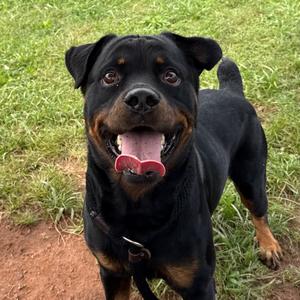 Kong, Rottweiler, adult, available for adoption