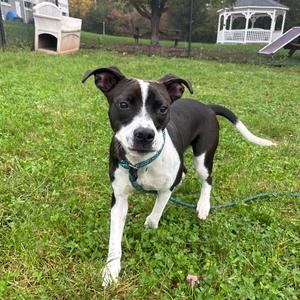 MJ, Mixed Breed (Medium), adult, available for adoption